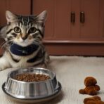 PET-A-PORTER PLATO PARA MASCOTA DE ACERO INOXIDABLE CON BASE ANTIDERRAPANTE - Imagen 5