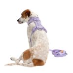 Conjunto Premium de accesorios para paseo, collar, correa, portabolsas y pechera Color Morado - Imagen 2